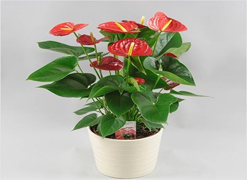 خرید گل شیپوری قرمز + قیمت فروش استثنایی